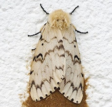 Gypsy Moth Female with Egg Cluster - © Quallyptus