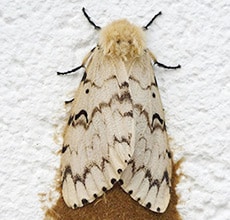  Gypsy Moth Female with Egg Cluster - © Quallyptus