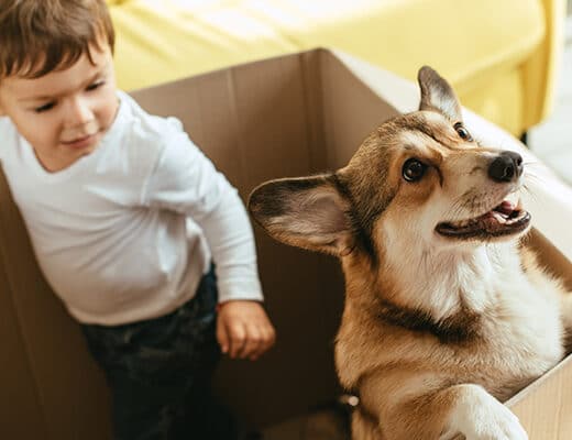 Keeping your Furr Babies Calm During a Move