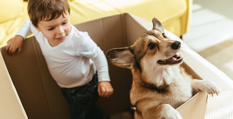 Keeping your Furr Babies Calm During a Move